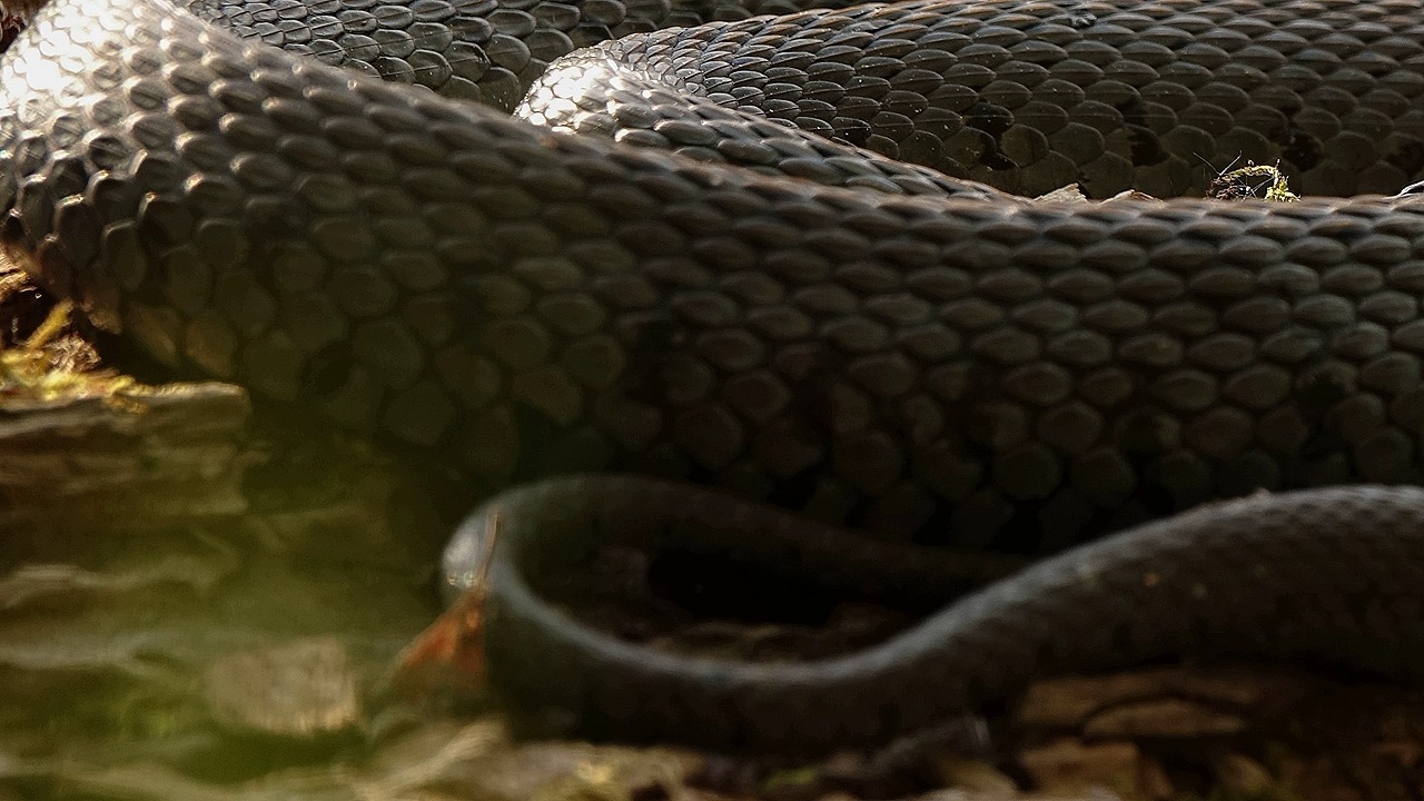 В Белореченском районе Кубани в частном доме поймали змею