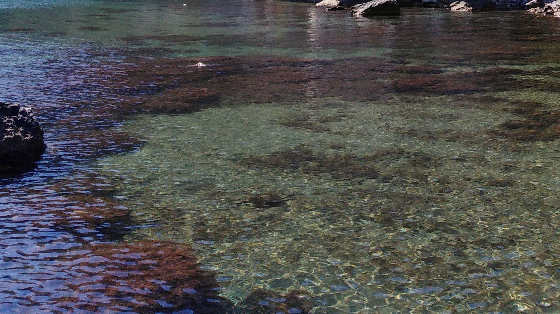 В Анапе раньше обычного срока зацвели водоросли в море