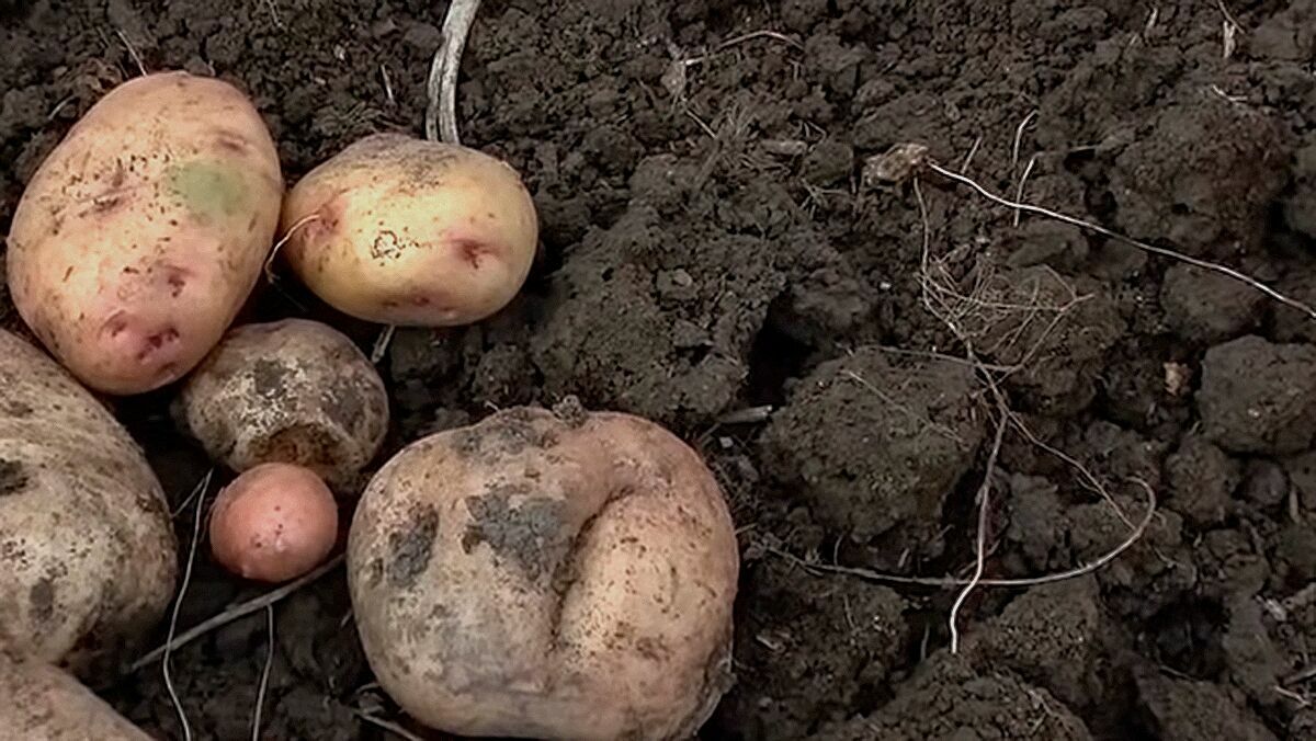 Дачникам объяснили, почему нельзя растить семена петрушки и продавать свою картошку