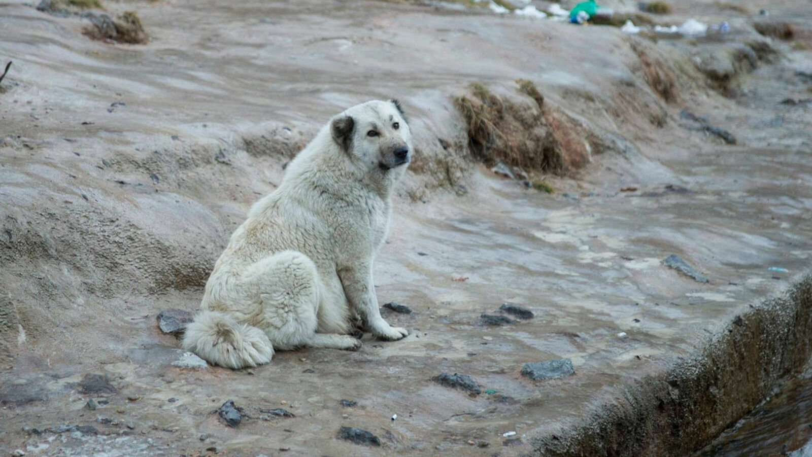 В Краснодарском крае подготовят места для приютов для бродячих собак