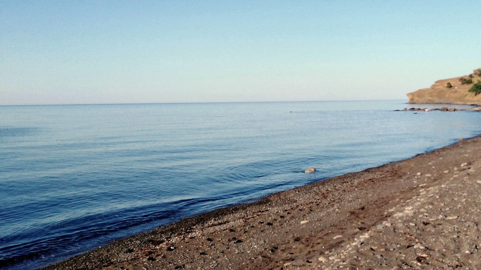 Сразу шесть мертвых дельфинов обнаружили жители Сочи на пляже