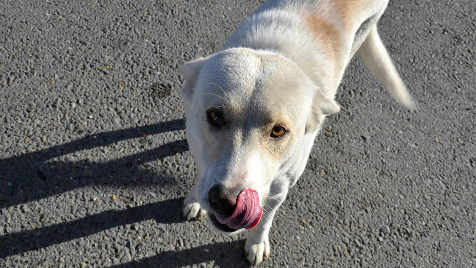Наумов решил разобраться, почему затянули строительство приюта для собак в Краснодаре