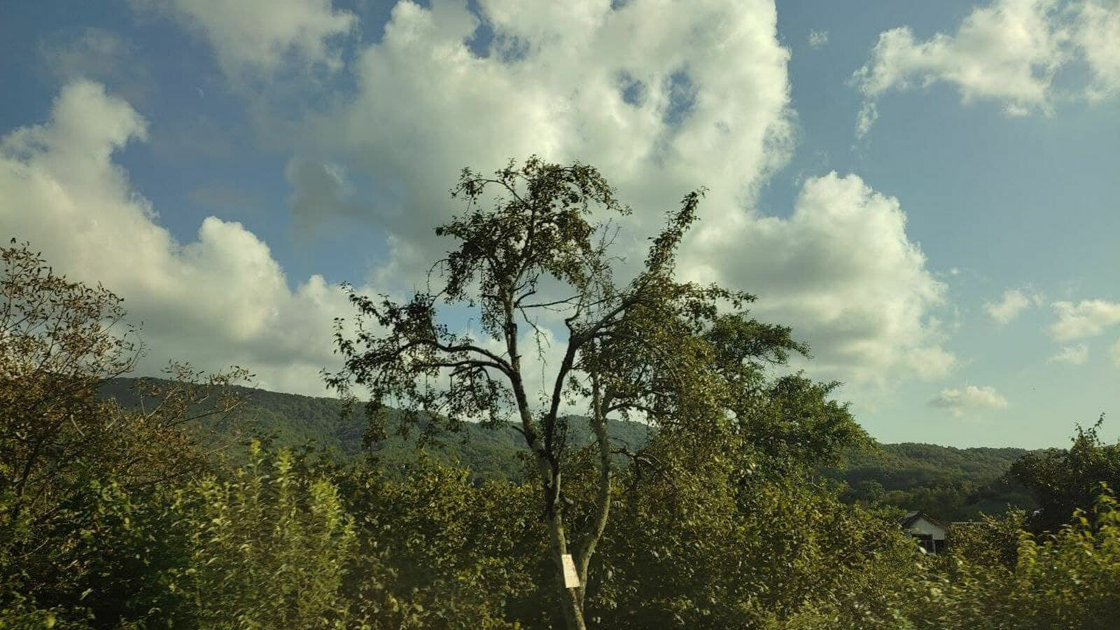 За выдачу разрешений на спил деревьев за взятку осужден краснодарский чиновник