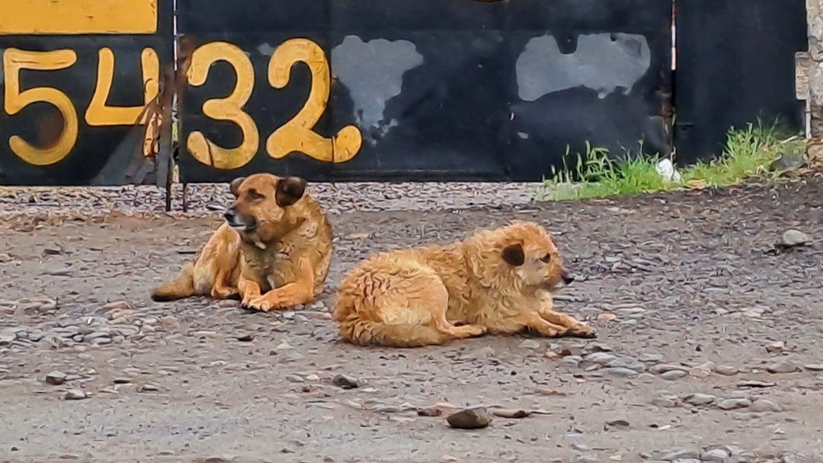 В Краснодаре летом начнётся строительство приюта для бездомных животных