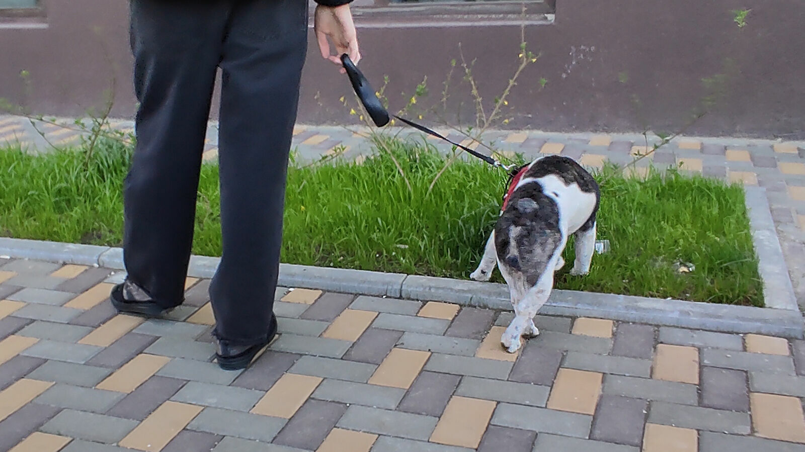 В Ростовской области собаки не дали замерзнуть мужчине с инсультом