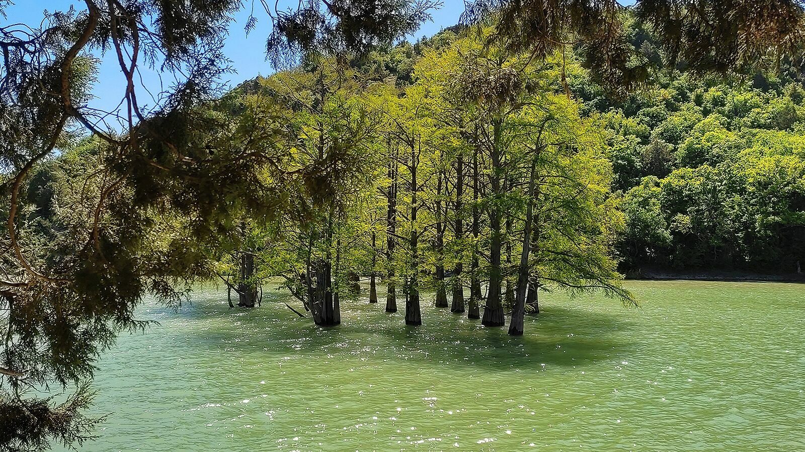 Туристы вытаптывают корни болотных кипарисов под Анапой