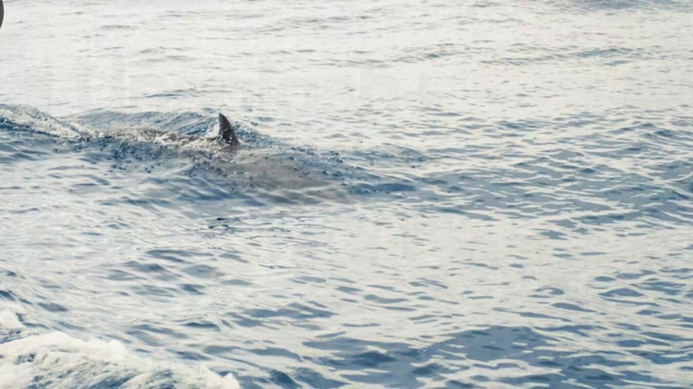 Двух мертвых дельфинов обнаружили в Анапе и Геленджике