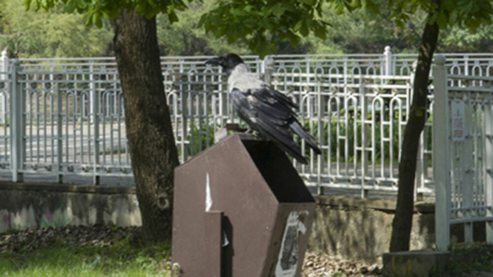 В Краснодаре жители рассказали о массовой гибели птиц в центре города