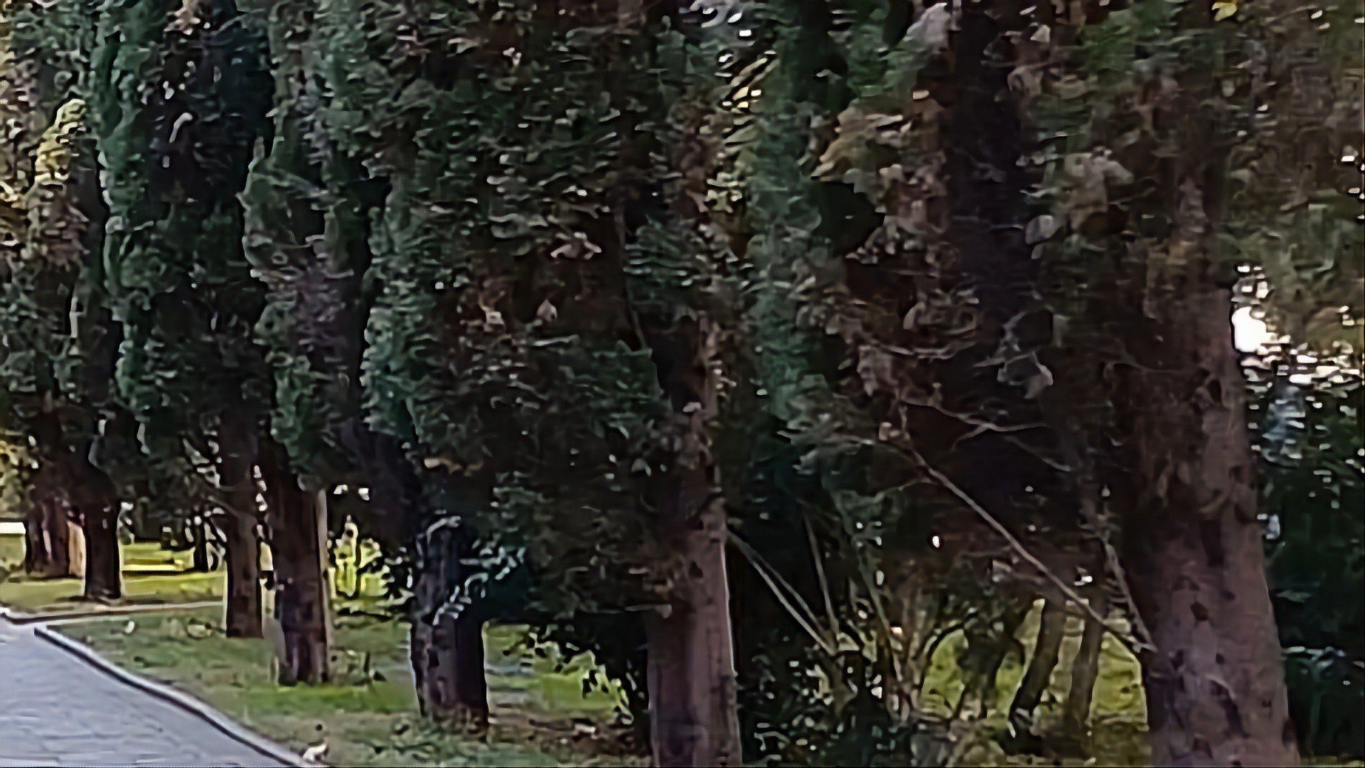На Всесвятском кладбище Краснодара высадили более 300 сосен