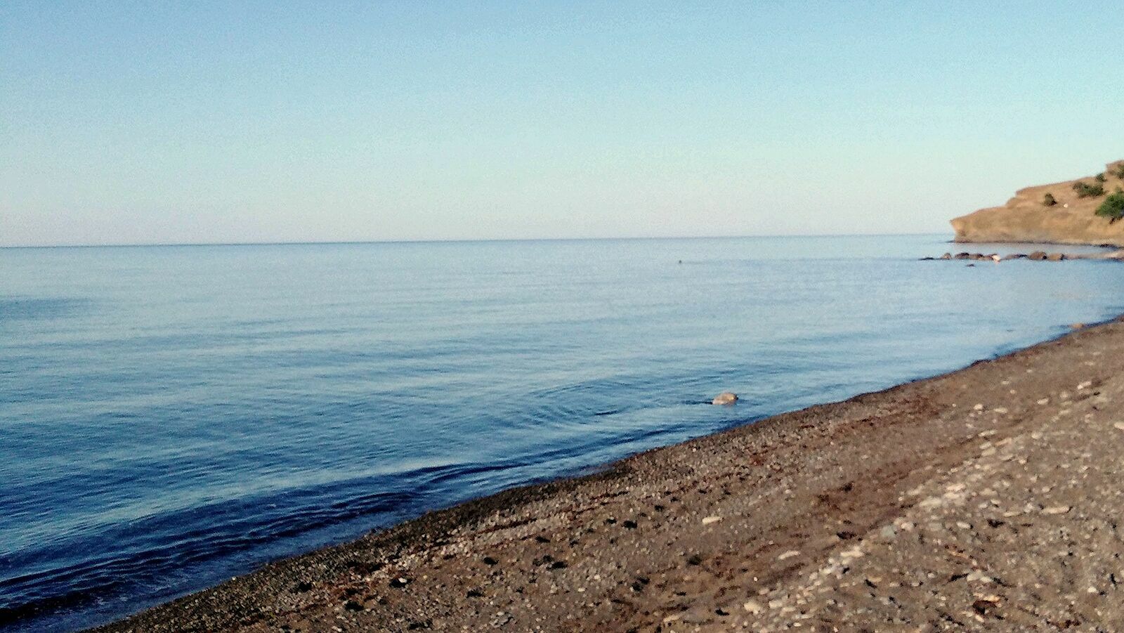 Мертвые дельфины найдены на побережье Черного моря в районе Новомихайловского