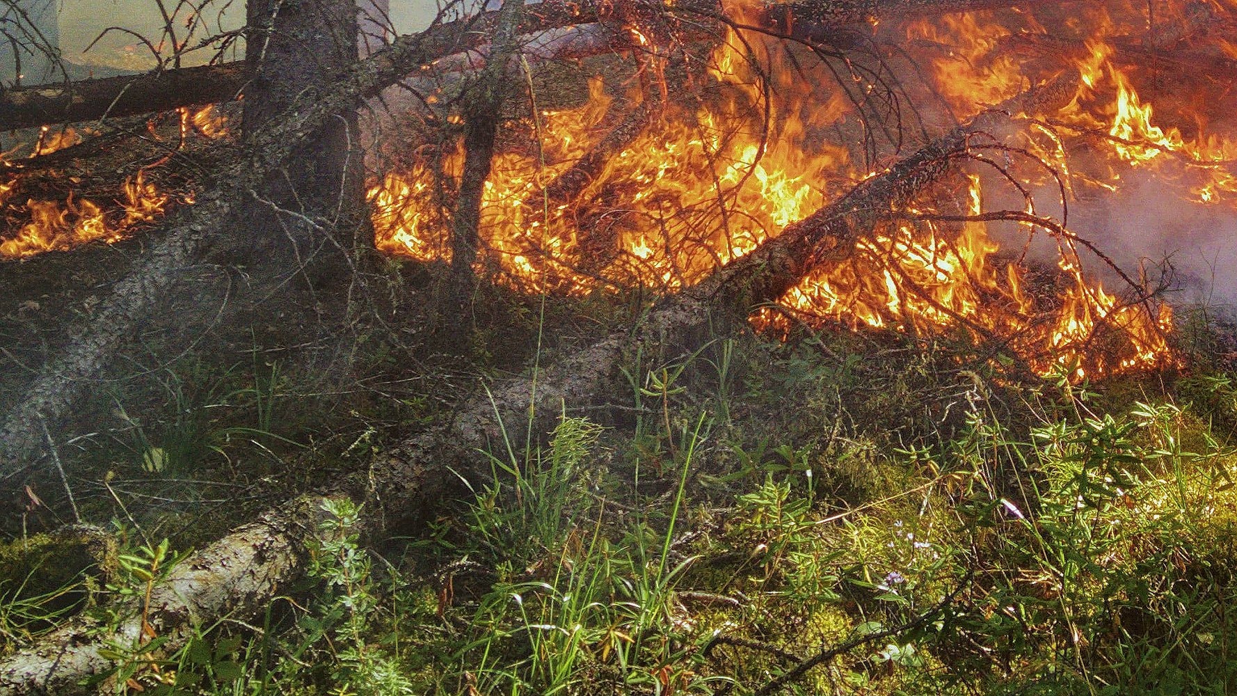 В Геленджике опять полыхает лесной пожар, охвачено 12 гектаров