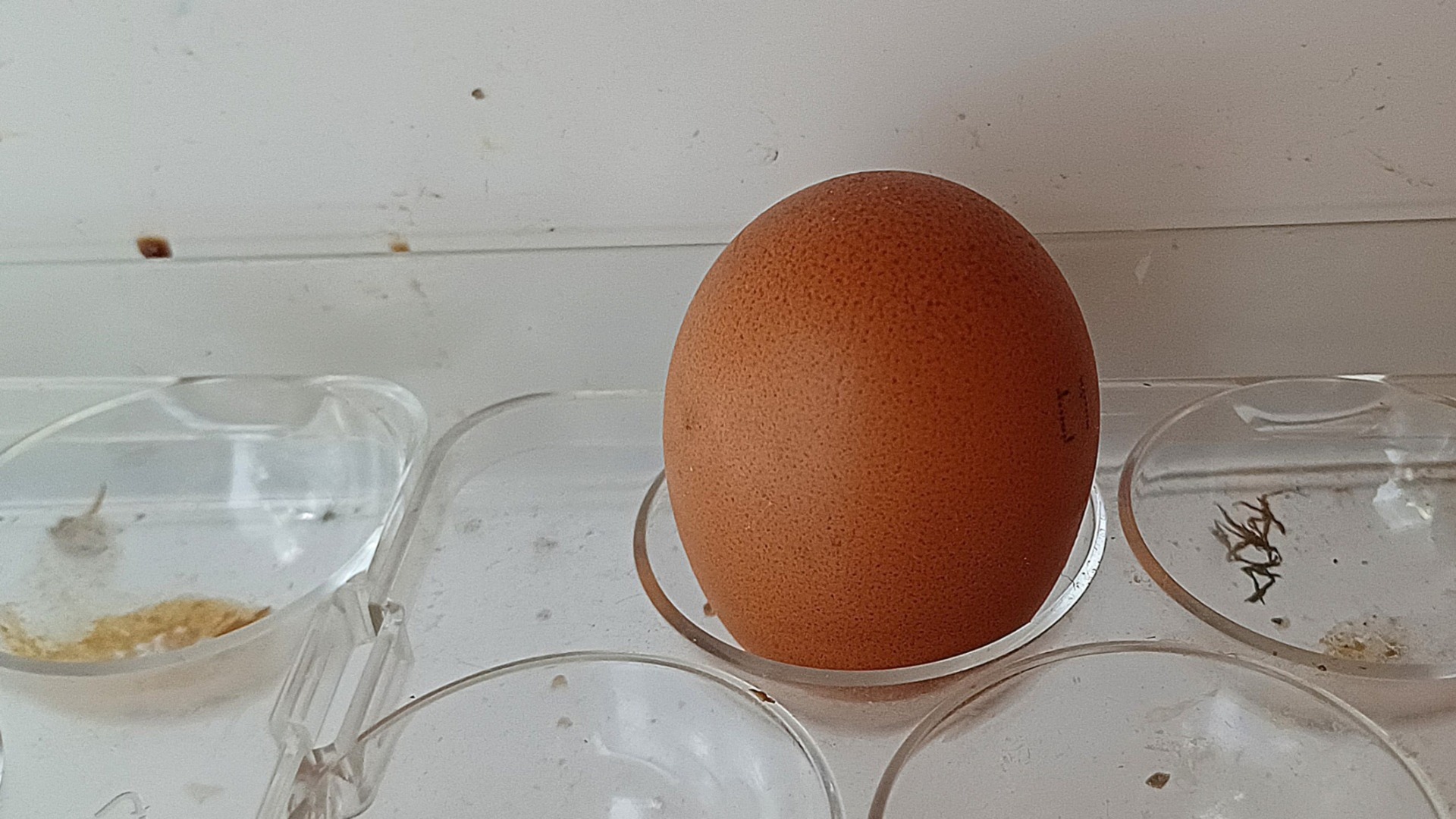 Цены на яйца: подняли, снижать не собираются