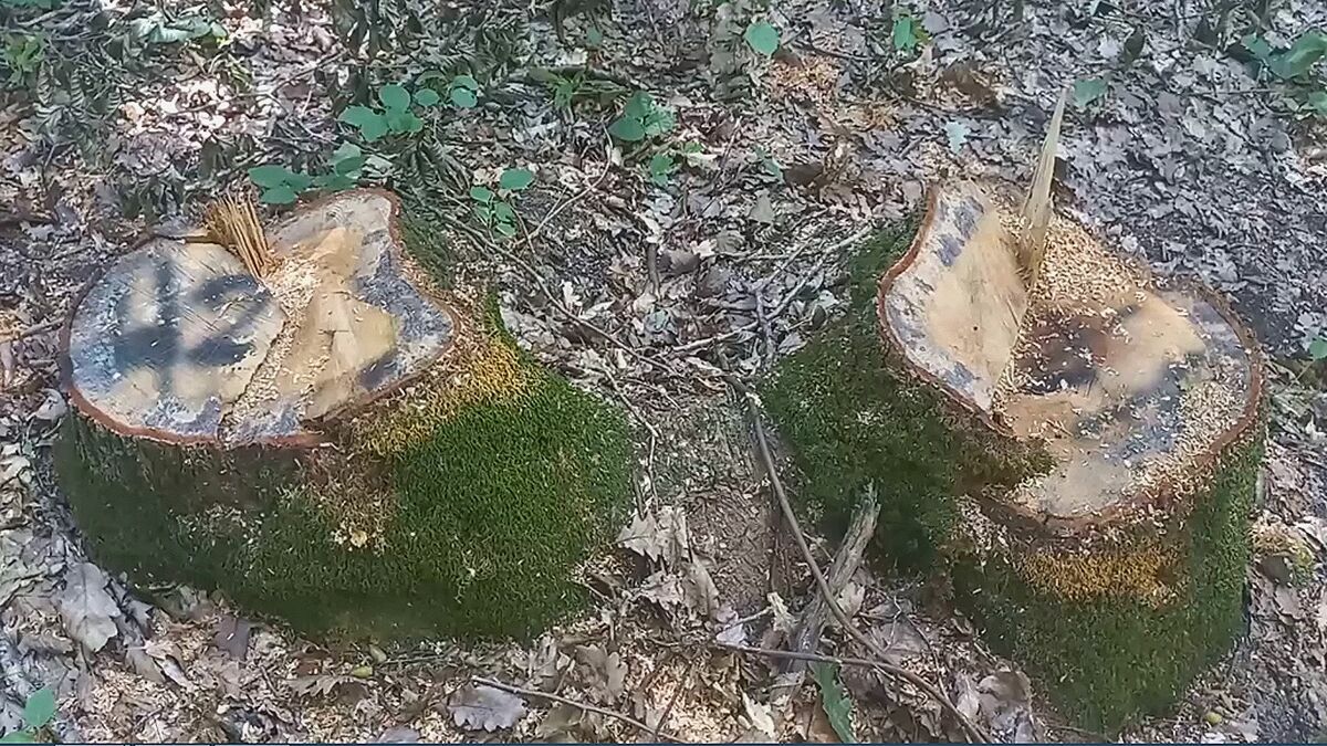 В Апшеронске задержали черного лесоруба, который спилил лес примерно на 12 миллионов
