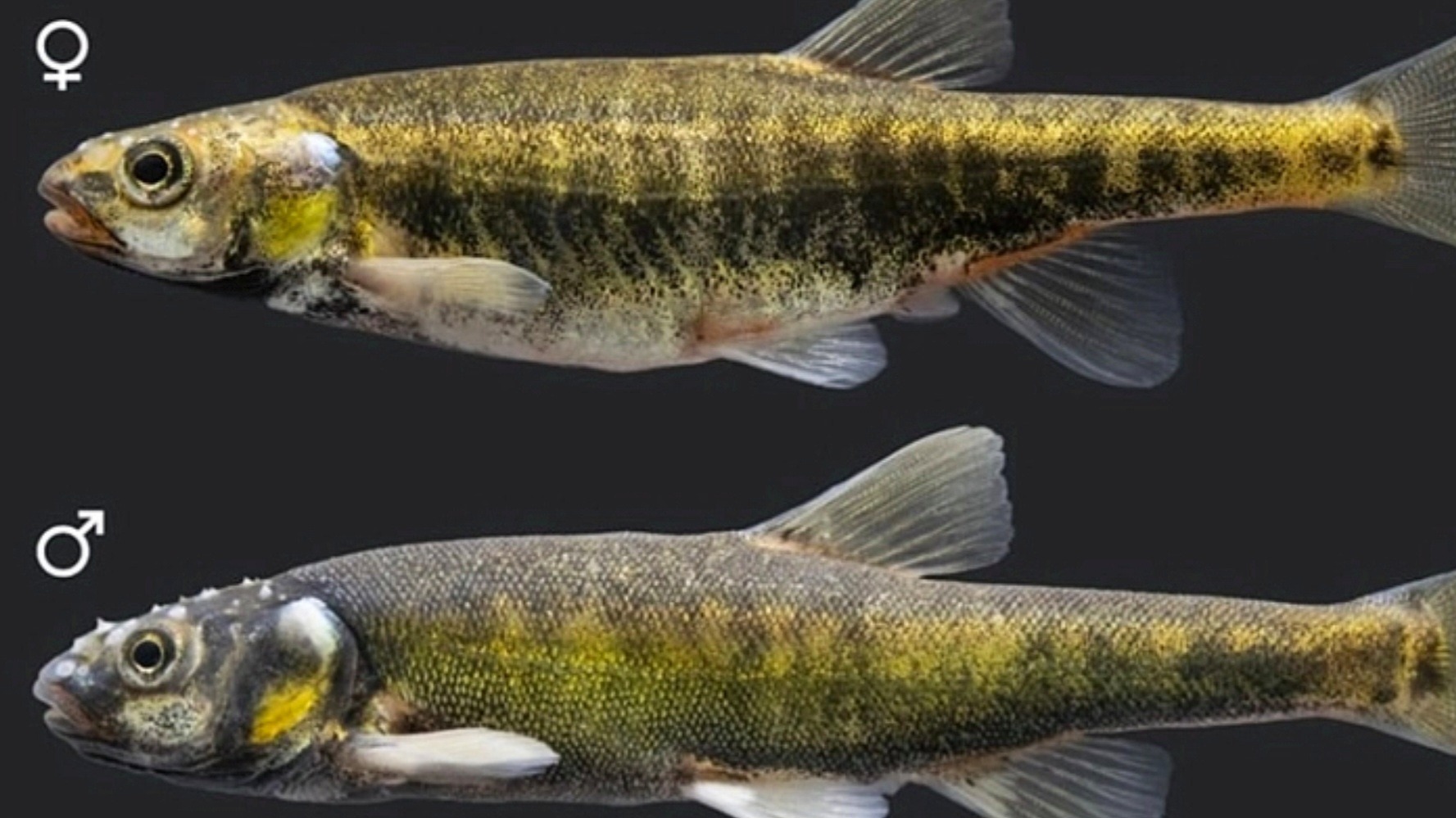 В притоке реки Кубань обнаружен новый вид рыб